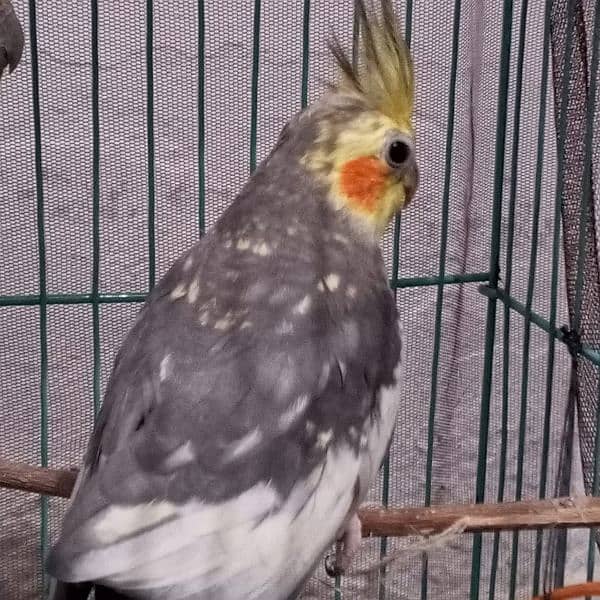 cocktai bird male 7 to 8 month age 3