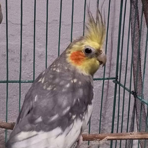 cocktai bird male 7 to 8 month age 4