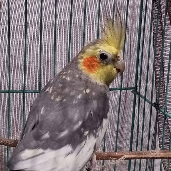 cocktai bird male 7 to 8 month age 5