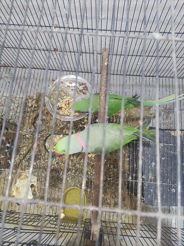 100% breeder joda for sale 6