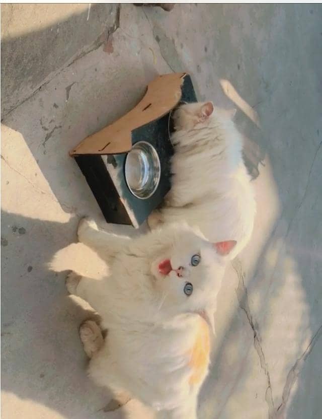 2 cats 0