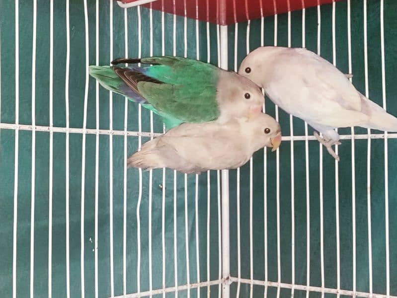 albino black eye, cockatiel, java, lovebird, lotino pasnata, java etc 0