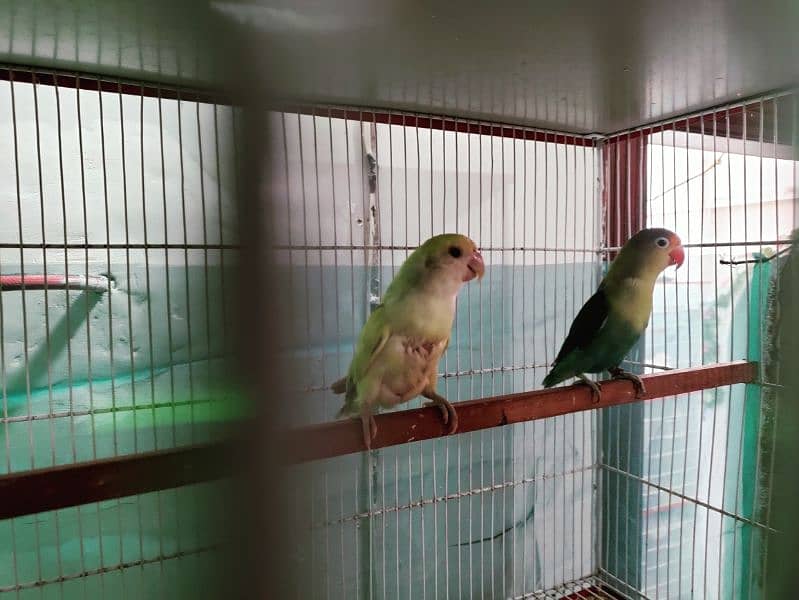 albino black eye, cockatiel, java, lovebird, lotino pasnata, java etc 4