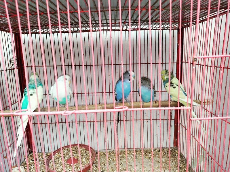 albino black eye, cockatiel, java, lovebird, lotino pasnata, java etc 6