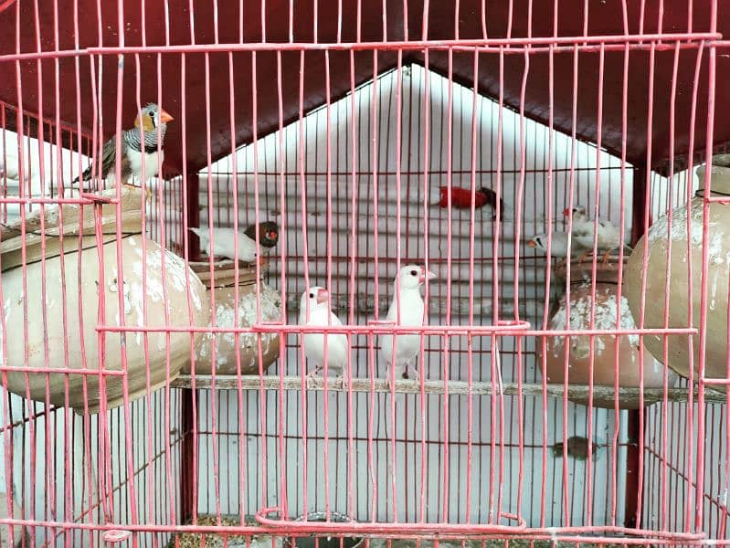 albino black eye, cockatiel, java, lovebird, lotino pasnata, java etc 7