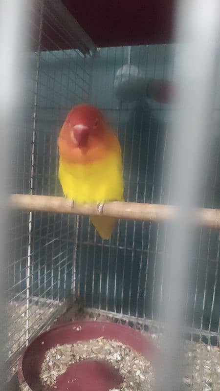 albino black eye, cockatiel, java, lovebird, lotino pasnata, java etc 9