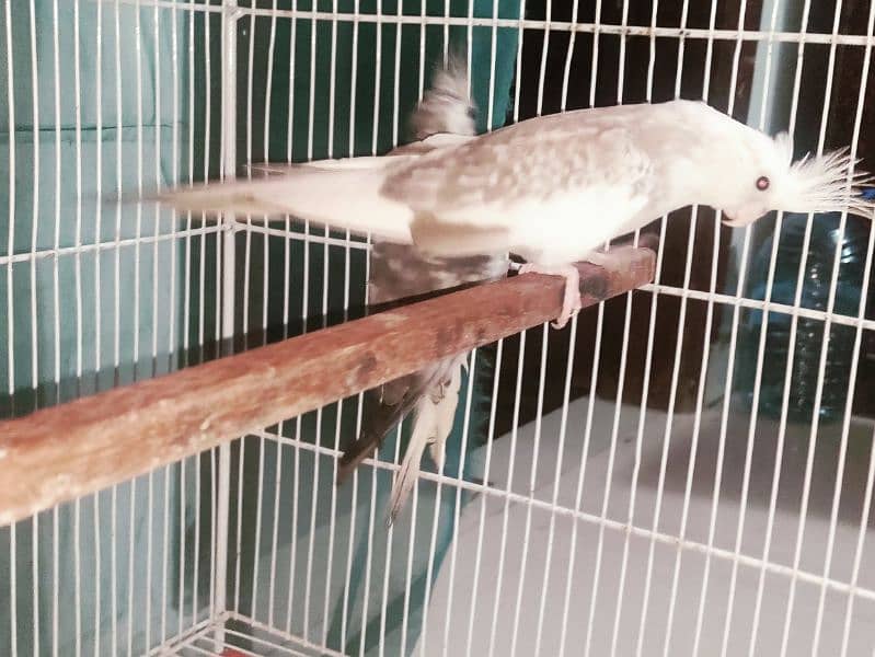 albino black eye, cockatiel, java, lovebird, lotino pasnata, java etc 10