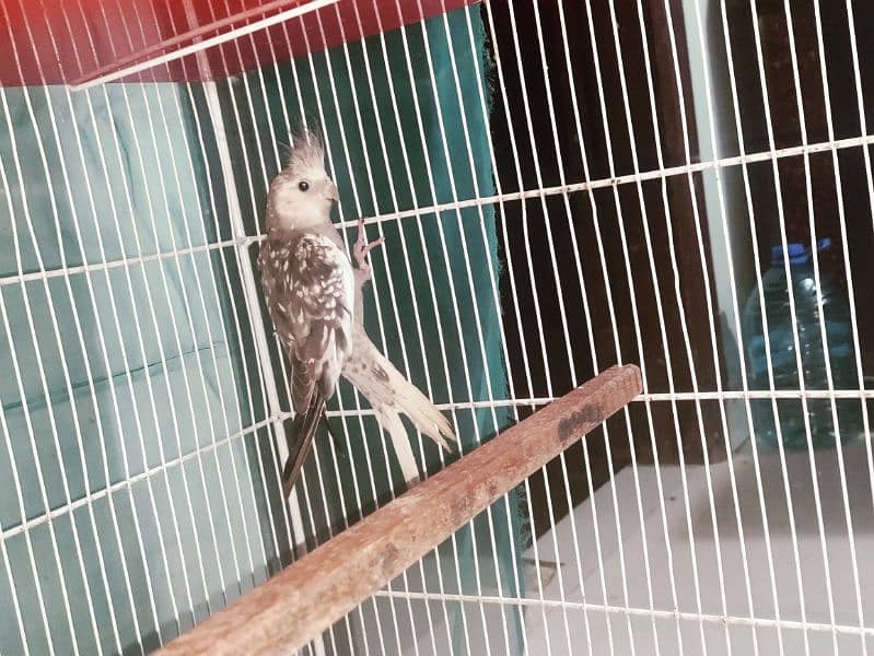 albino black eye, cockatiel, java, lovebird, lotino pasnata, java etc 11