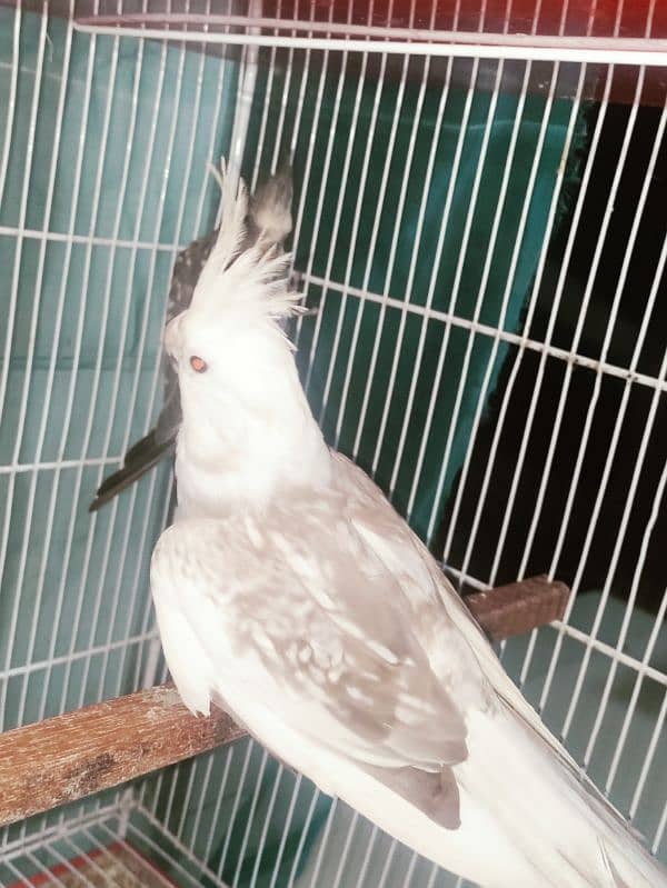 albino black eye, cockatiel, java, lovebird, lotino pasnata, java etc 12