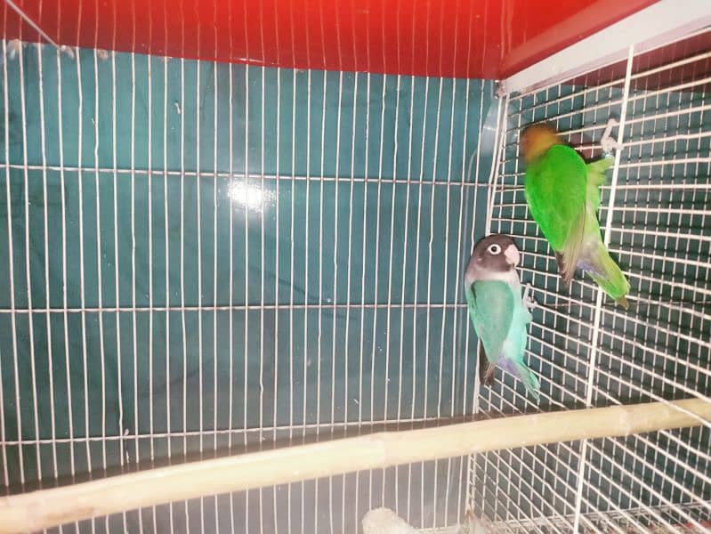 albino black eye, cockatiel, java, lovebird, lotino pasnata, java etc 13