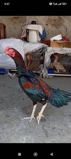 long height patha mianwali breed