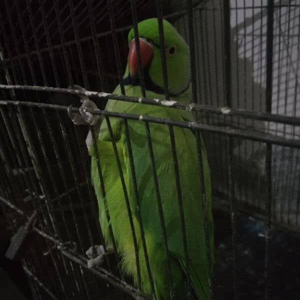 green parrot Mail for sale 0