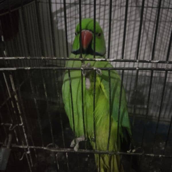 green parrot Mail for sale 1