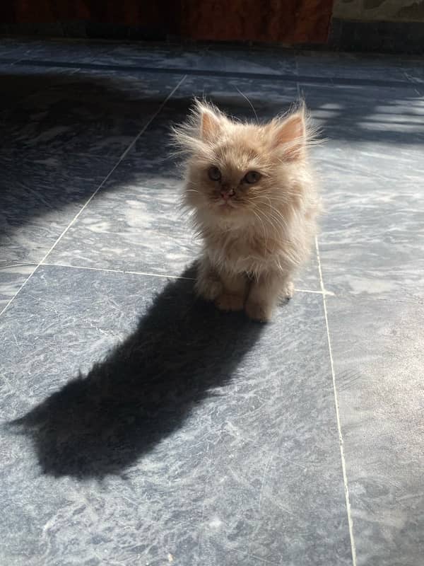 persian cat 2