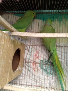 bolna wala breeder pair parrots No chat no#03238519739 Whatsapp