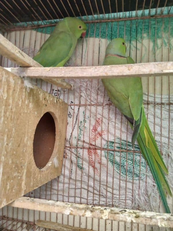 bolna wala breeder pair parrots No chat no#03238519739 Whatsapp 1