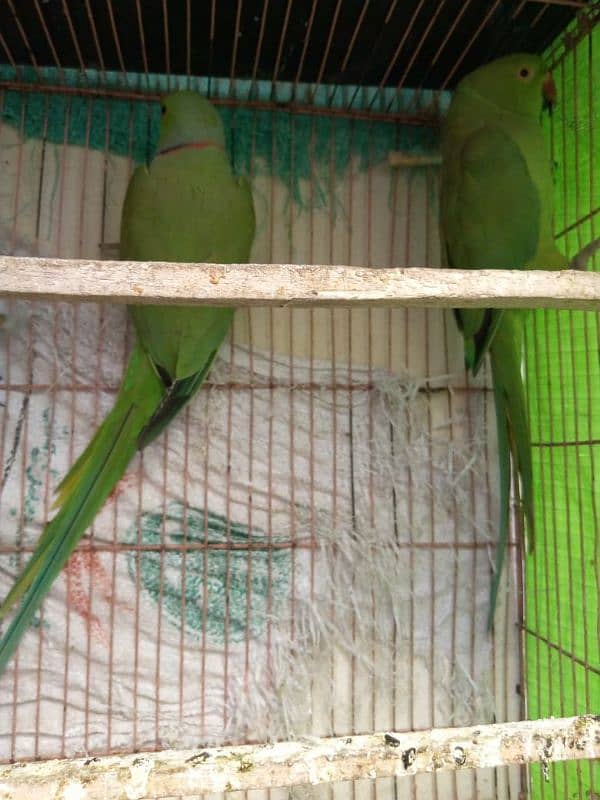 bolna wala breeder pair parrots No chat no#03238519739 Whatsapp 2