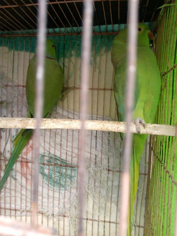 bolna wala breeder pair parrots No chat no#03238519739 Whatsapp 3