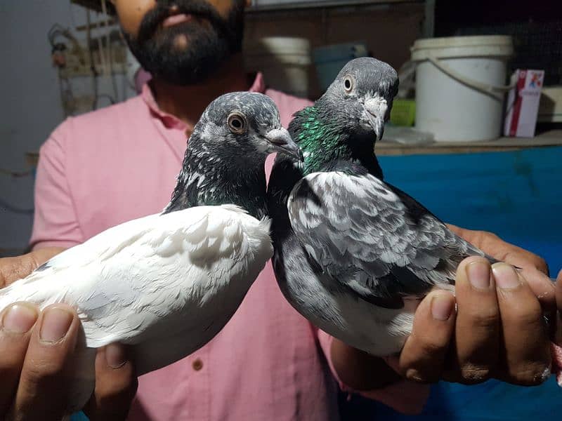 Pigeons 2