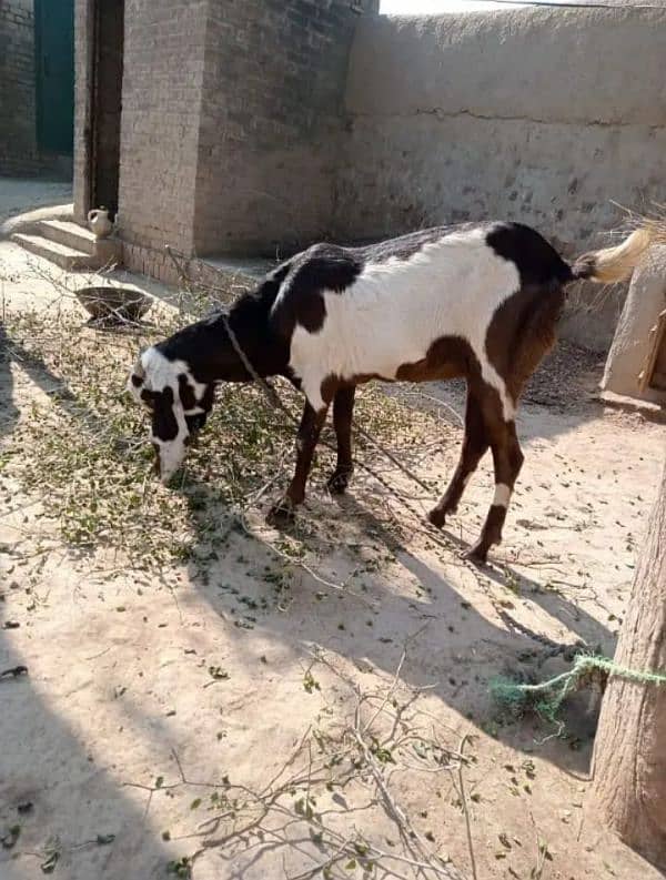 Desi ghaban goat 1