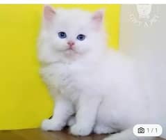 persian cat for sale 2 month age WhatsApp number 03464568326