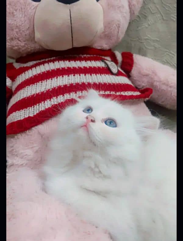 Persian cat for Sale 0