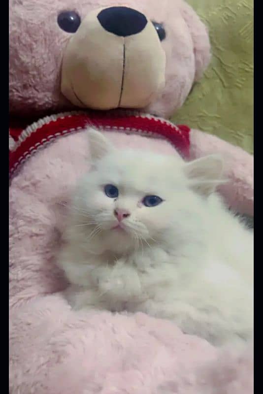 Persian cat for Sale 1