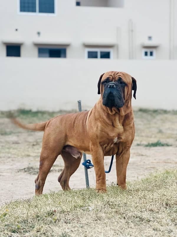 bullmastiff Breeder Pair 0