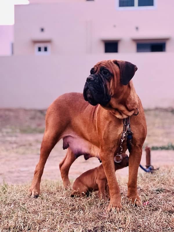 bullmastiff Breeder Pair 1