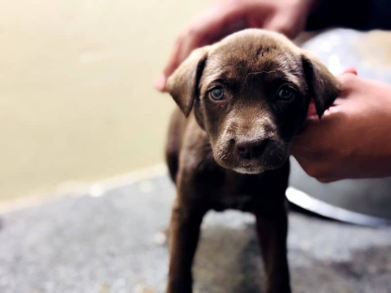 Labrador puppy grey eyes 0