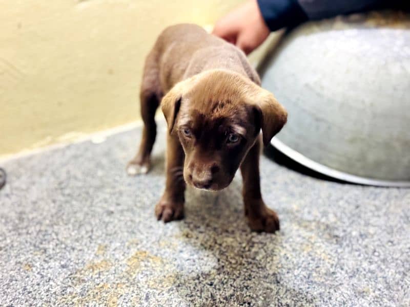 Labrador puppy grey eyes 1