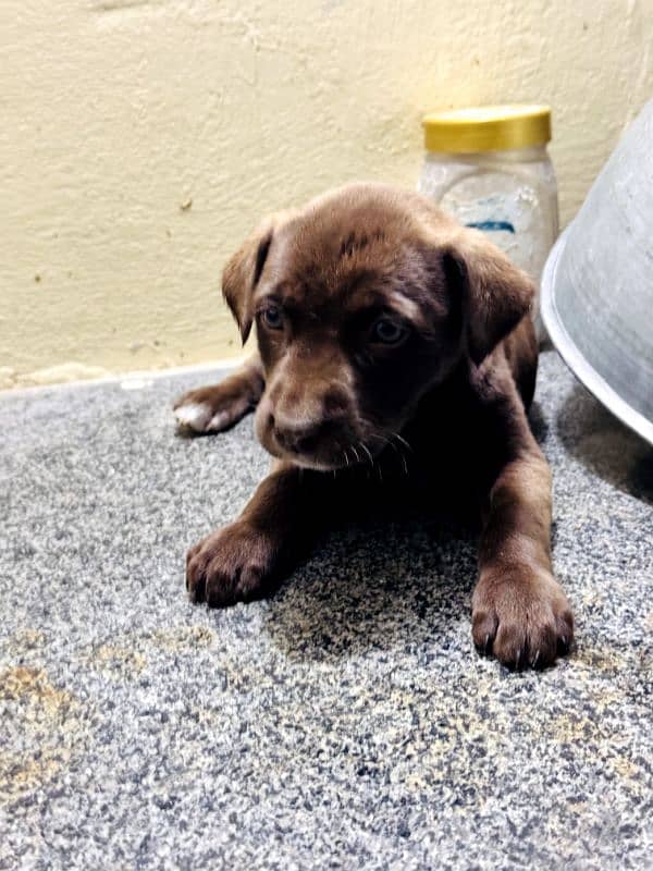 Labrador puppy grey eyes 2