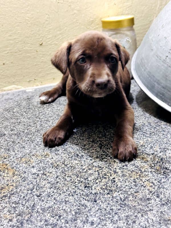 Labrador puppy grey eyes 3