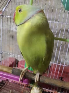 Green Ringneck