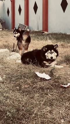 two male Siberian husky puppies