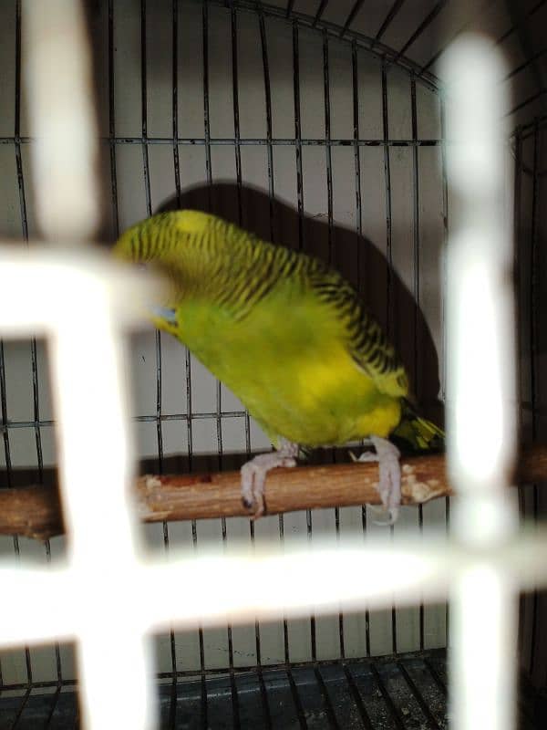 Australian parrot 1