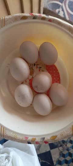 eggs