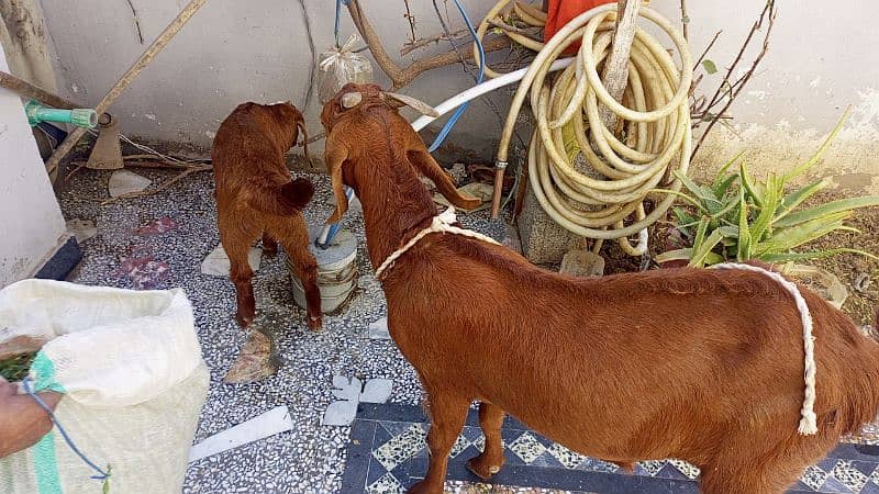 Two goats available High class 5