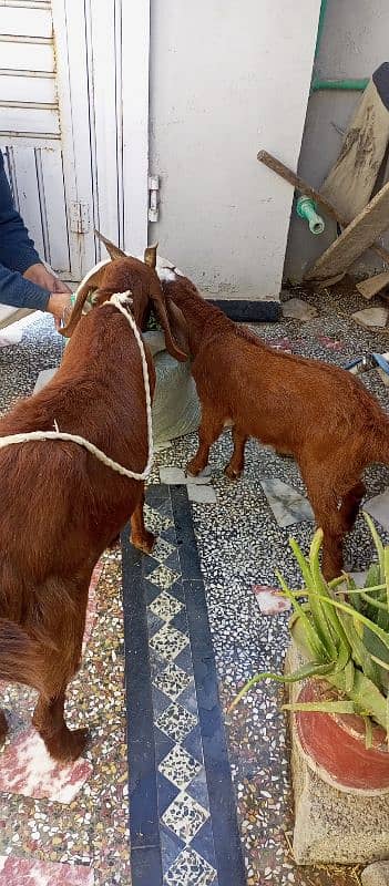 Two goats available High class 6