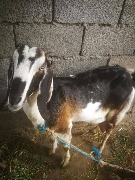 Desi bakri with two babies 0