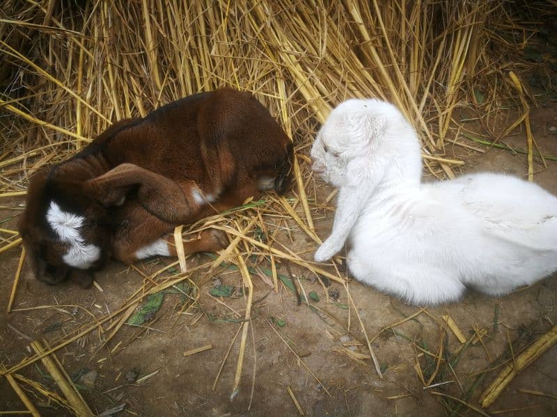 Desi bakri with two babies 1