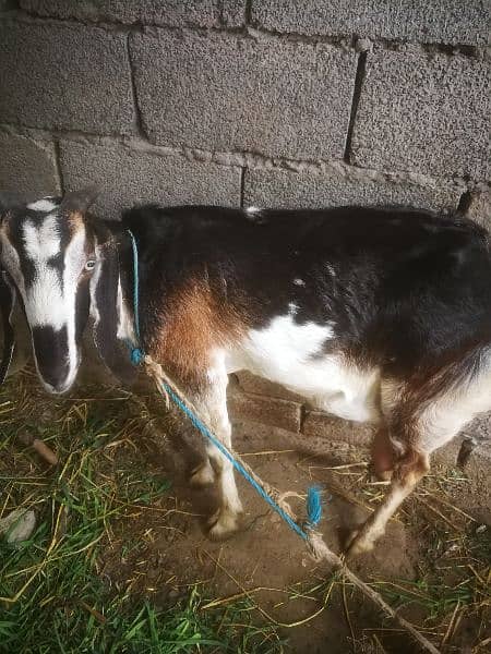 Desi bakri with two babies 2