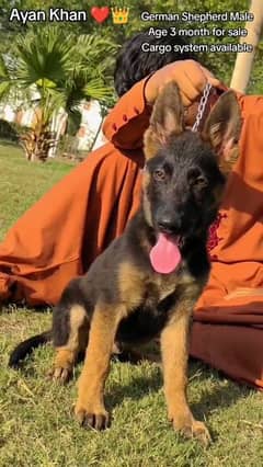 german sheph puppy for sale 03167349197