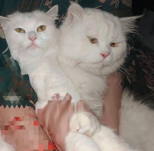 Persian Cats 0