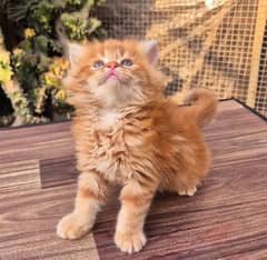 Persian fluffy Punch face kitten