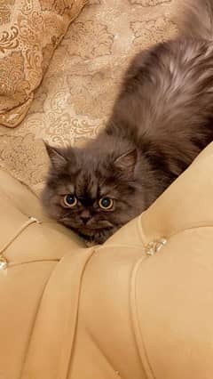 Grey Persian Cat