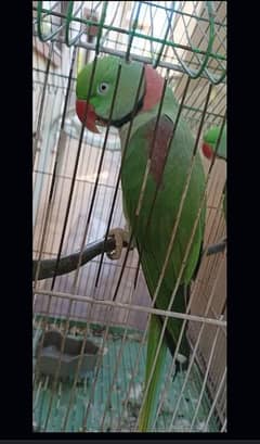 Raw Parrot Male age 3+