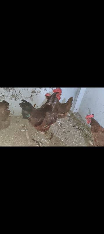 Australorp astrolop rir Rhode island red male murga nar 2