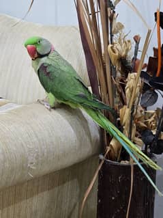 Kashmiri Raw talking parrot