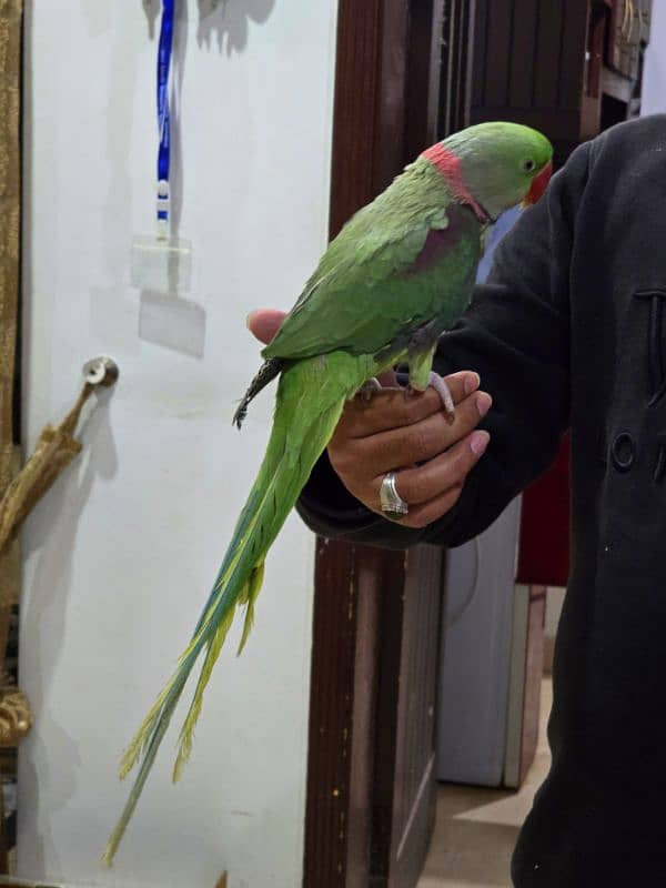 Kashmiri Raw talking parrot 1